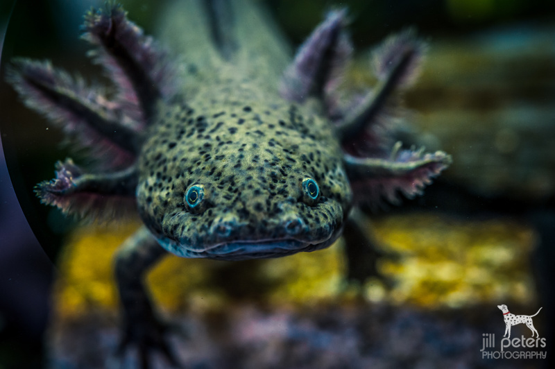 Axolotl – Mensch und Tier