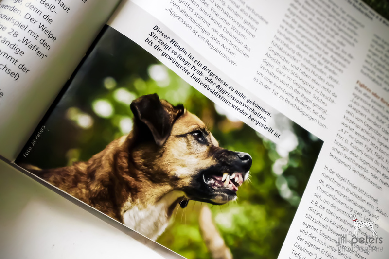 Mein Model Jura in der aktuellen Ausgabe des Hundemagazins "WUFF"